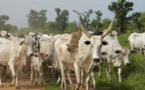 Nigeria: le conflit entre éleveurs et agriculteurs s’enlise