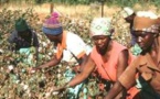 Coton : le Mali, premier producteur en Afrique