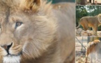 ​Syrie : deux lions exilés en Afrique du Sud