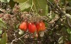 La Casamance veut miser sur l’anacarde.