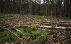 RDC: 50 ONG appellent au maintien du moratoire sur l'exploitation forestière