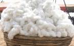 Burkina : le pays vise 600.000 tonnes de coton en développant le transgénique.