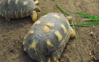 Madagascar: les tortues radiées, une espèce toujours menacée par les braconniers