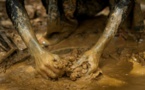 ​Ghana: six morts dans l’effondrement d’une mine d’or de Newmont