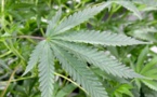 Le Zimbabwe légalise le cannabis