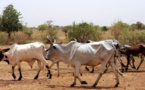 Burkina : deux millions de personnes menacées par la famine