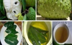 ​ Les feuilles de corossol : un remède miracle pour lutter contre les cellules cancéreuses
