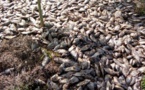 Bénin: mystérieuse mort de milliers de poissons dans le lac Toho