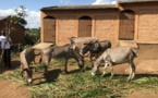 ​Bujumbura refuse les ânes offerts par Paris