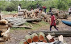 Coupe de bois en Casamance: vive tension entre les maires de Sindian et de Oulampane