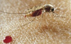 Paludisme: le Burkina Faso travaille à un moustique génétiquement modifié