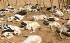 ​ Plus de 6000 bêtes mortes au Ranch de Dolly : Aminata Mbengue Ndiaye minimise