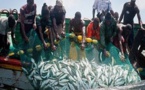 Mauritanie : les pêcheurs guet-ndariens autorisés à prendre 50 000 tonnes de poissons