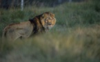 ​Des braconniers dévorés par des lions en Afrique du Sud