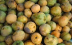Exportation de mangue: le Sénégal placée sur la liste rouge de l'Europe