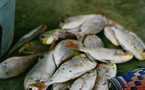 Pêche: «La rareté du poisson est liée aux changements climatiques» (Directeur de la pêche)