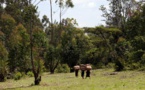 Kenya, la forêt de Mau en danger