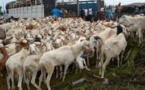 ​Tabaski 2018 : 28.972 têtes de moutons déjà importées