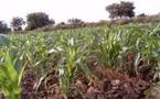 Les investissements dans la recherche agricole au Sénégal sont en constante régression (étude)
