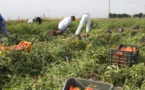 ​Italie : onze travailleurs migrants meurent dans un accident de la route