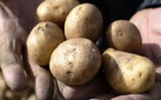 Cherté et rareté de la pomme de terre locale, des nuages sur la Tabaski 2018