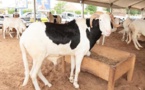 Moutons Tabaski 2018: Des prix hors de portée angoissent les Sénégalais