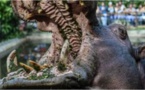 Un touriste mortellement agressé par un hippopotame