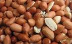 Commercialisation arachidiére : pas de campagne avant la Tabaski