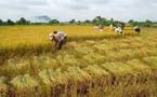 Agriculture : « Des excédents vivriers au Sahel et Afrique de l’Ouest, malgré les inondations… »