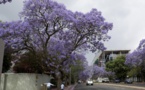 Afrique du Sud: un scarabée venu d'Asie menace la forêt urbaine de Johannesburg