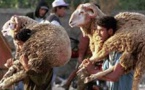 Au Caire, sacrifier un mouton dans la rue est passible d’une amende