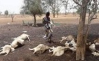 Kolda/Fièvre aphteuse: le gouvernement vole au secours des éleveurs