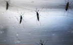 Des moustiques génétiquement modifiés pour lutter contre le paludisme