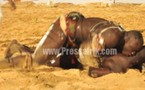 (Vidéo) Lutte:  Ama Baldé se défait de Balla Diouf et se repositionne dans l'arène
