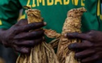 Le tabac tire la croissance économique au Zimbabwe