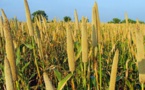 Hivernage catastrophique à Diourbel : Il n'y a que 10% de rendement attendus des champs de mil