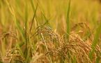 Economie : le riz paddy connaitra un déficit de 4,9 tonnes d’ici 10 ans.