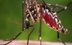 ​  Dengue à Fatick : De nouveaux cas diagnostiqués