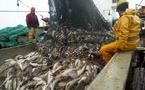 Exploitation de la mer: les licences de pêches sont faites pour piller les mers.