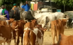 #Magal2018 : «l'économie» du bétail en plein essor