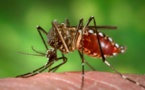 ​Dengue : 65 cas suspects détectés à Saint-Louis et 3 à Podor