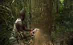 Casamance : les trafiquants de bois opèrent toujours dans l’impunité totale
