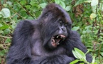 Afrique: les efforts de protection des gorilles des montagnes portent leurs fruits