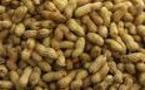 Campagne de commercialisation arachidière : après le PM, Khadim Guèye reconnaît les difficultés