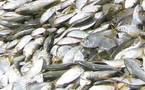 1 Millions 450 Milles tonne de poissons transitent chaque année dans les eaux sénégalaises