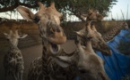 Les girafes d'Afrique de l'Ouest sous protection au Niger