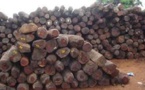 Trafic illicite de bois: 24 trafiquants arrêtés dans la région de Kolda
