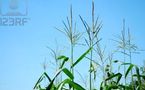 Vers la production de tiges et feuillets de maïs pour l’alimentation du bétail
