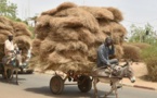 Les ânes décimés par une maladie au Niger: une société agropastorale fragilisée