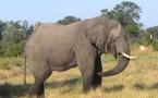 Côté d'Ivoire : des éléphants perturbateurs
